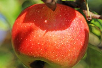 Reifer Apfel am Baum von Udo Herrmann