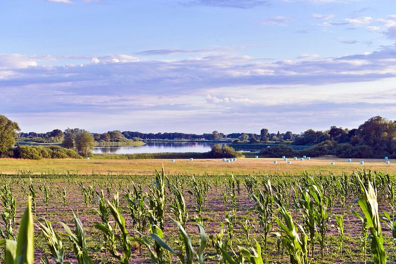 Maisfeld am Beetzsee in Bollmannsruh  von Silva Wischeropp