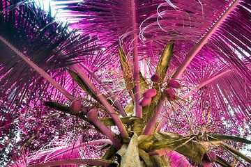 Infrarotaufnahme in pinker Farbe  von Palmen am tropischen Strand von MPfoto71