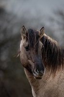 Konik