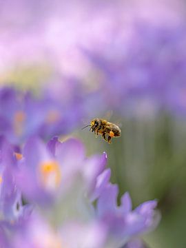 Flying through a purple sea by Angela Kraan