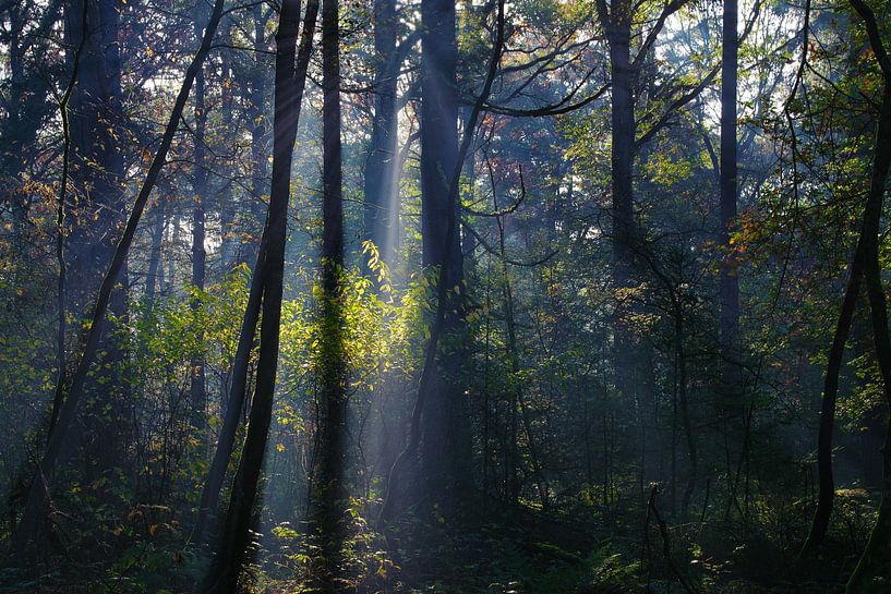 Bomen met contrast van Joran Quinten