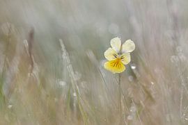 zinkviooltje in het gras von Francois Debets