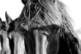 Shy by Linda de Klein