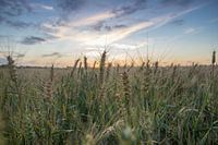 Graanveld