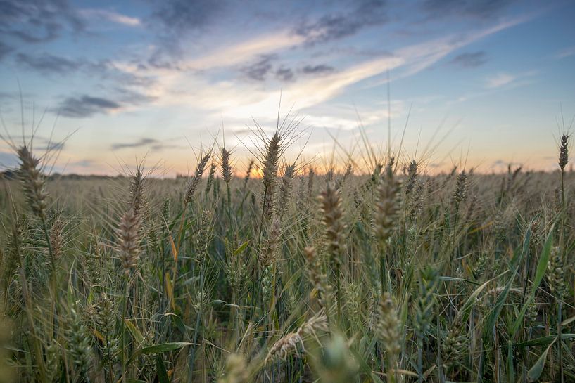 Grain field by robertjan boonstra