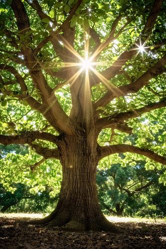 Zonnestralen door een majestueuze boom