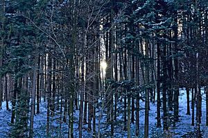 Wintersonne