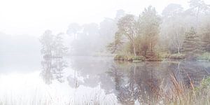 Nebel über dem Moor bei Oisterwijk.
