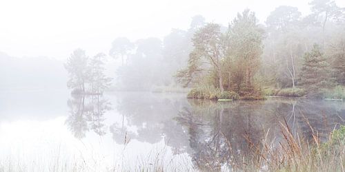 Brouillard sur la tourbière près d'Oisterwijk.