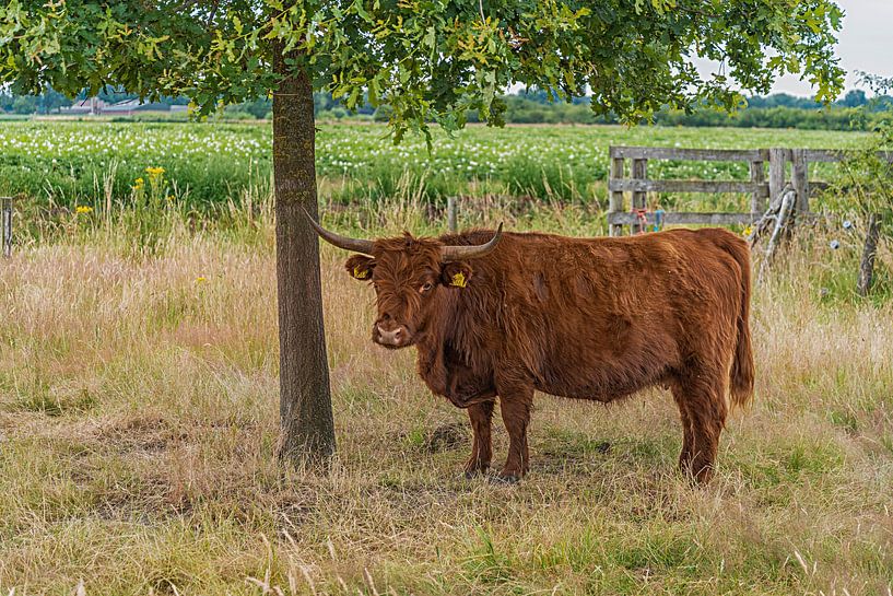 Scottish Highlander by arie oversier