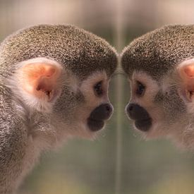 Monkey mirror by Angelique van Heertum