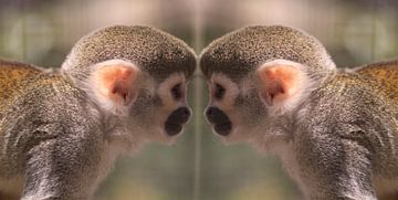 Monkey mirror sur Angelique van Heertum