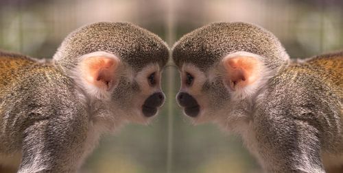 Apen spiegel von Angelique van Heertum