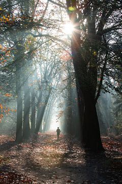 Lever de soleil brumeux dans la forêt de Zeister à Zeist ! sur Peter Haastrecht, van