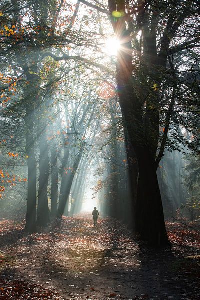 Mistige zonsopkomst in het Zeister bos in Zeist! van Peter Haastrecht, van