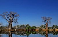 Baobabs at a river in Africa by W. Woyke thumbnail