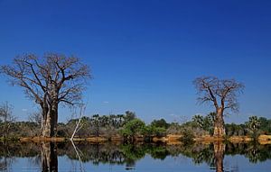 Baobabs at a river in Africa van W. Woyke