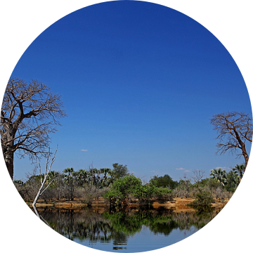 Baobabs at a river in Africa van W. Woyke