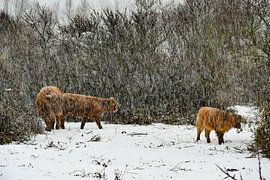 Schottische Highlander Familie im Schnee von Truckpowerr