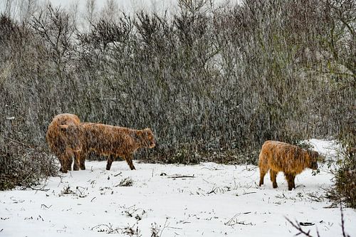 Schotse Hooglanders Familie in de Sneeuw