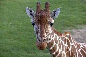 Portret van een Giraffe