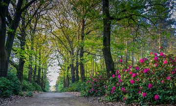 Bospad met Rododendron - Sallandse Heuvelrug van Bart van den Dikkenberg
