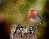 Photo of a robin, Picturesque, Orange, Grey, Green, Brown by Joriali photography and paintings thumbnail