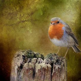 Photo of a robin, Picturesque, Orange, Grey, Green, Brown by Joriali photography and paintings