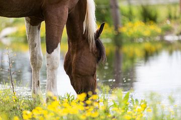 Drinkend paard