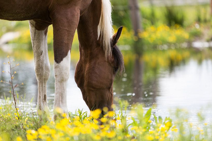 Drinkend paard von Tekstvaart Photography