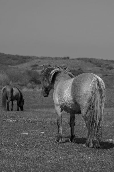 Konik horses in the Kennemer dunes, North Holland by Peter Bartelings