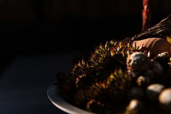 Sonnenlicht im Garten