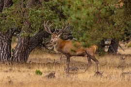 Red deer on the Hoge Veluwe, Netherlands