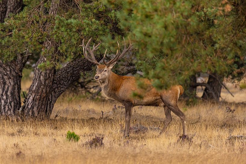 Red deer on the Hoge Veluwe, Netherlands by Gert Hilbink