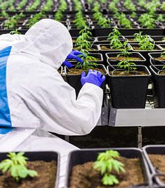 Medical Cannabis - CBD by Poster Art Shop