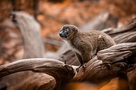 monkey on the lookout