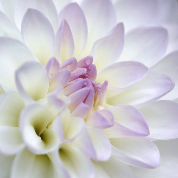 Dahlia by Thomas Jäger