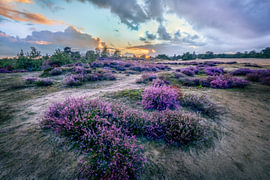 Bruyère en fleurs dans les dunes de Kale, à Aekeringerzand, au crépuscule sur R Smallenbroek