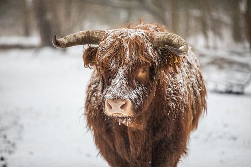 Scottish Highlander