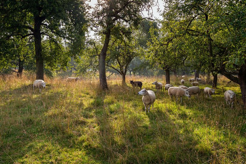 Sheep grazing between the trees by Ruud Morijn