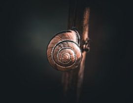 Snail shell by Li-Bro