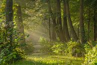 Sonnenharfen im Wald von Dirk van Egmond Miniaturansicht