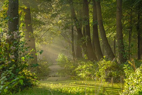Zonneharpen in het bos