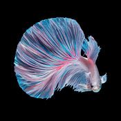 ANDI ABDUL HALIL Profilfoto