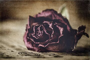 Rode roos op een ondergrond van stemmige bladmuziek van Laura van der Burgt