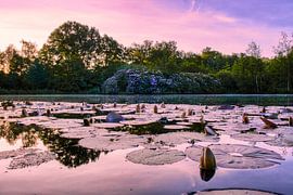 Nénuphars endormis sur Joran Quinten