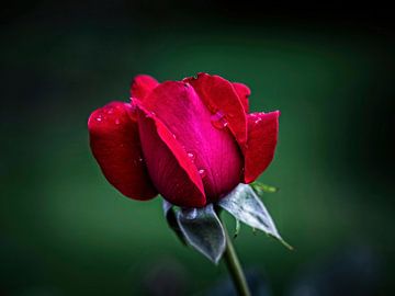 Rote Rose von Rob Boon