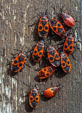 Macro van een groep vuurkevers van ManfredFotos