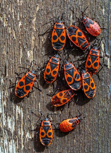 Macro d'un groupe de coléoptères de feu
